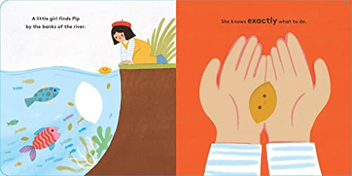 Maggie Li - Little Life Cycles: Pip - Hardback image 6