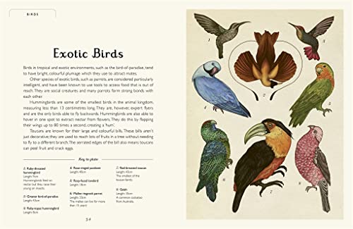 Jenny Broom - Animalium (Junior Edition) - Hardback image 2