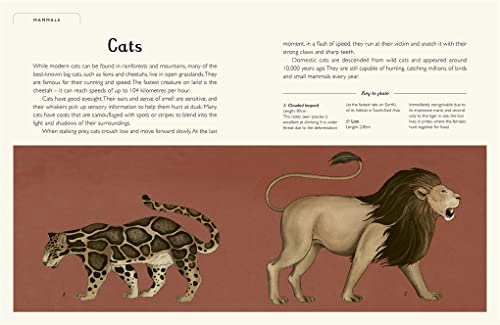 Jenny Broom - Animalium (Junior Edition) - Hardback image 3