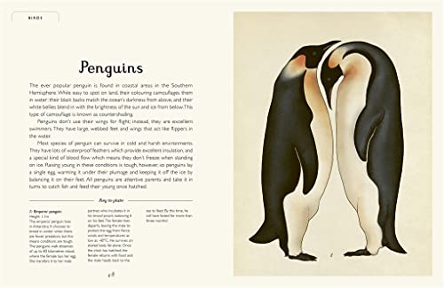 Jenny Broom - Animalium (Junior Edition) - Hardback image 4