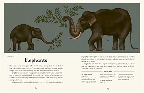 Jenny Broom - Animalium (Junior Edition) - Hardback image 5