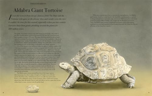 William Spring - Beautiful : A Celebration of Evolution - Hardback image 2