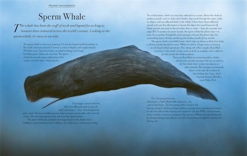 William Spring - Beautiful : A Celebration of Evolution - Hardback image 4