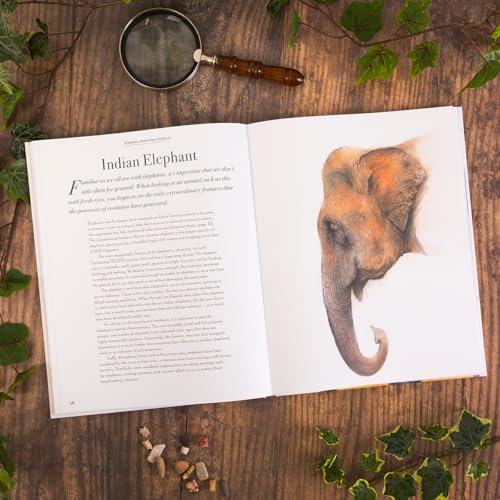William Spring - Beautiful : A Celebration of Evolution - Hardback image 8