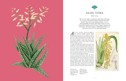 Royal Botanic Garden - Kew - Rare Plants : The world's unusual and image 2