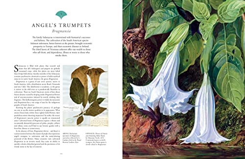 Royal Botanic Garden - Kew - Rare Plants : The world's unusual and image 3