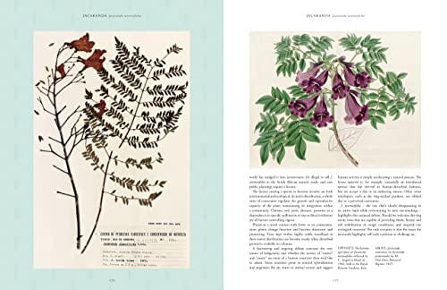 Royal Botanic Garden - Kew - Rare Plants : The world's unusual and image 5