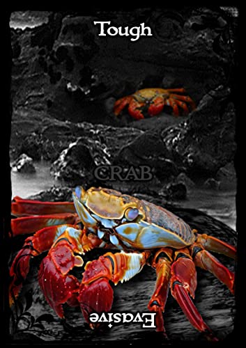 Ejay Soulguide - Animal Guidance & Aspects Oracle Cards - Non-book ite image 2