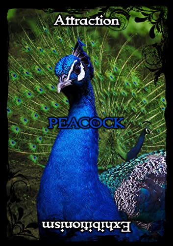 Ejay Soulguide - Animal Guidance & Aspects Oracle Cards - Non-book ite image 6