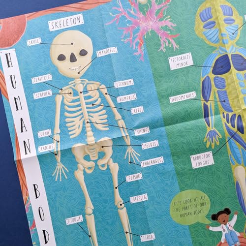 Rachel Moss - How Does the Human Body Work? - Hardback image 8