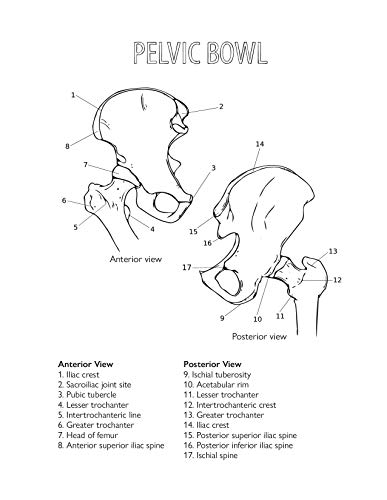 Katie Lynch - Complete Yoga Anatomy Coloring Book - Paperback image 2