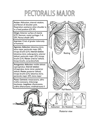 Katie Lynch - Complete Yoga Anatomy Coloring Book - Paperback image 4
