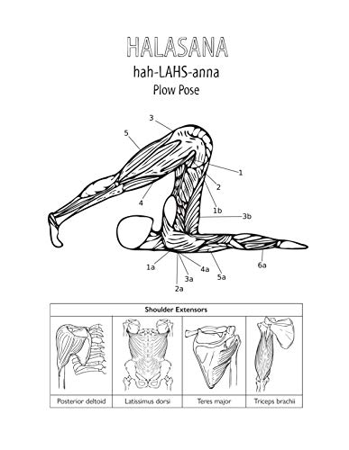 Katie Lynch - Complete Yoga Anatomy Coloring Book - Paperback image 8