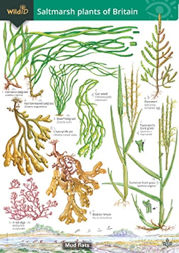 Guide to the Saltmarsh Plants of Britain - Non-book item image 1
