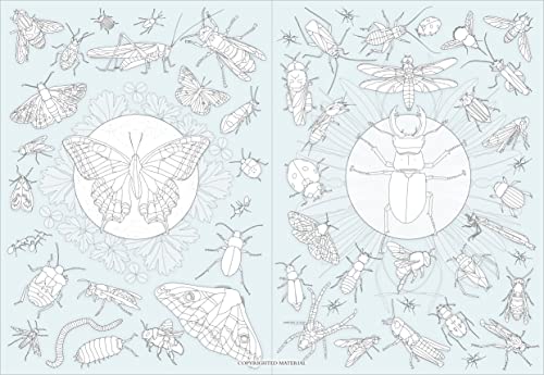 Caz Buckingham - Let's Look for Bugs - Paperback image 4