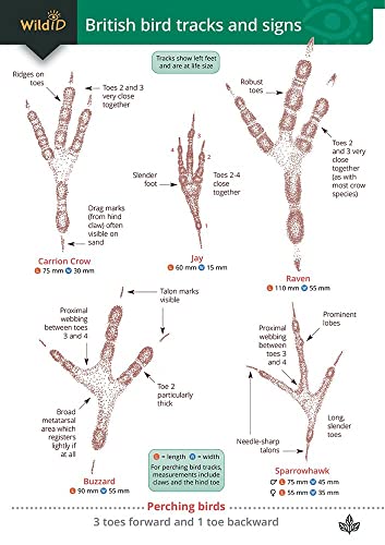 Dan Puplett - Guide to British bird tracks and signs - Paperback image 1