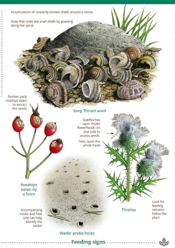 Dan Puplett - Guide to British bird tracks and signs - Paperback image 4