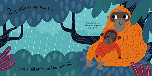 Vicky Barker - My Little Rainforest Explorer : Mirror Book! - Hardback image 3
