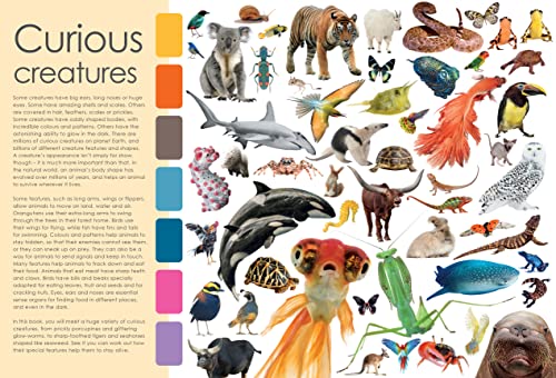 Penny Arlon - Curious Creatures : with stickers and activities to make image 2