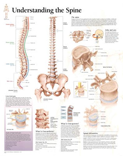 Scientific Publishin - Understanding the Spine Laminated Poster - Map image 1