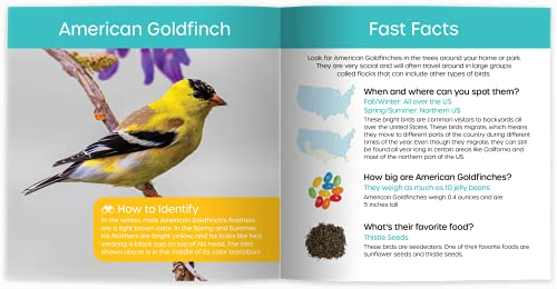 Cheryl Johnson - My Backyard Bird Book : Fun Facts & Surprising Secret image 3