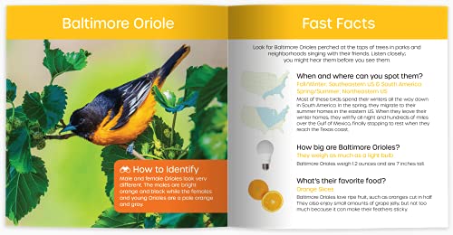 Cheryl Johnson - My Backyard Bird Book : Fun Facts & Surprising Secret image 4