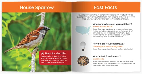 Cheryl Johnson - My Backyard Bird Book : Fun Facts & Surprising Secret image 8