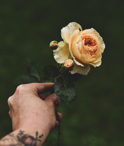 Anja Klaffenbach - Roses - Hardback image 2