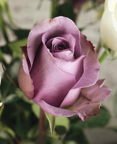 Anja Klaffenbach - Roses - Hardback image 4