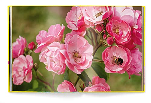 Anja Klaffenbach - Roses - Hardback image 9