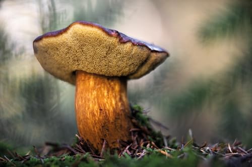 Jan Vermeer - Wonderland : The Secret World of Mushrooms - Hardback image 2