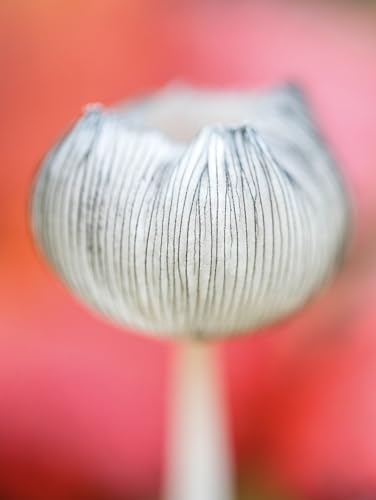 Jan Vermeer - Wonderland : The Secret World of Mushrooms - Hardback image 4