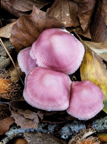 Jan Vermeer - Wonderland : The Secret World of Mushrooms - Hardback image 5