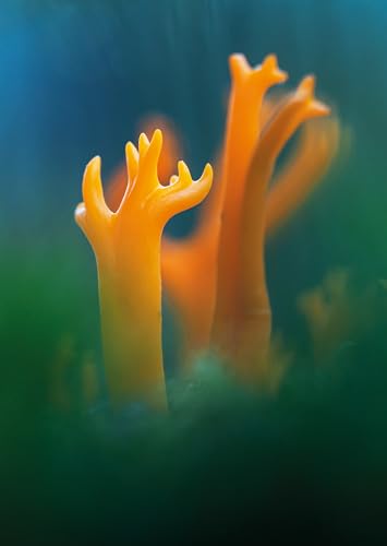 Jan Vermeer - Wonderland : The Secret World of Mushrooms - Hardback image 6
