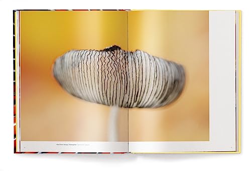Jan Vermeer - Wonderland : The Secret World of Mushrooms - Hardback image 8