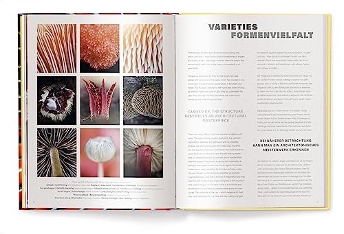 Jan Vermeer - Wonderland : The Secret World of Mushrooms - Hardback image 9