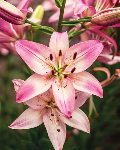 Till Hagele - Lilies - Hardback image 2