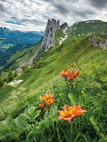 Till Hagele - Lilies - Hardback image 3