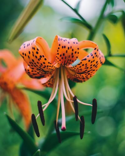 Till Hagele - Lilies - Hardback image 4