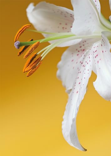 Till Hagele - Lilies - Hardback image 5
