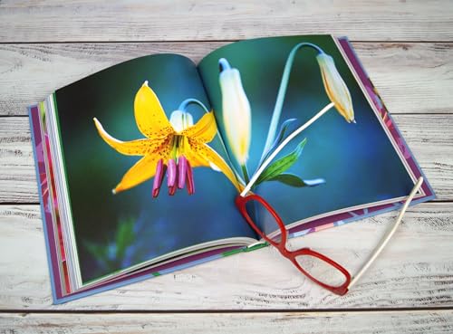Till Hagele - Lilies - Hardback image 7