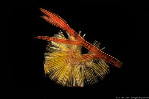 Jan van Ijken - Planktonium : An Unseen World - Hardback image 3