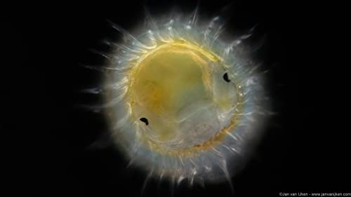 Jan van Ijken - Planktonium : An Unseen World - Hardback image 6
