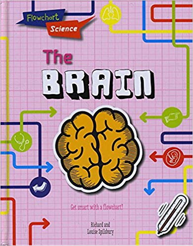 The Brain