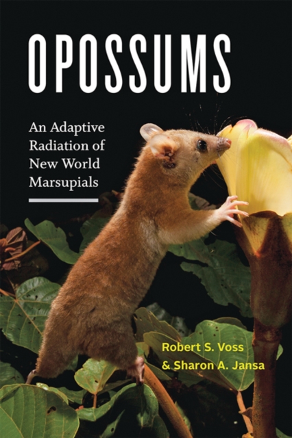 Opossums : An Adaptive Radiation of New World Marsupials