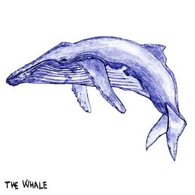 The Whale