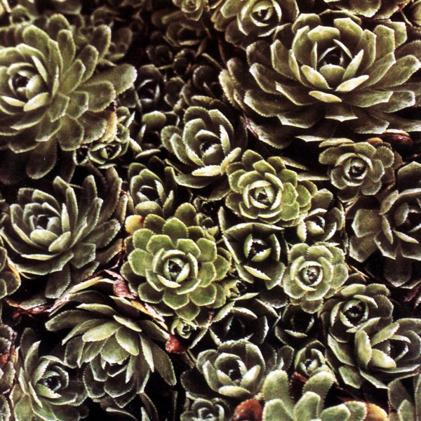 Iva Bittova - Ne Nehledej - Used CD image 1